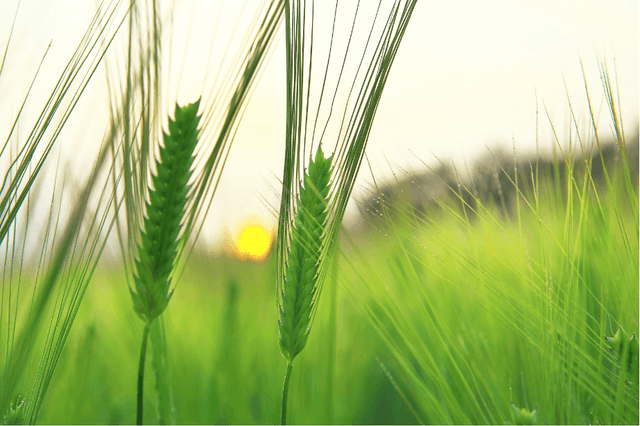 Sustainable, Natural Ingredient with Clean Label Appeal